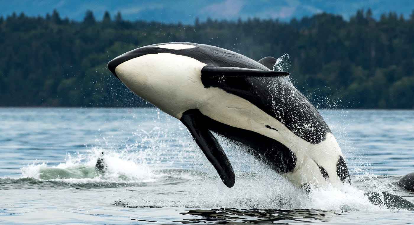 Colombie-Britannique : les meilleures activités à faire dans la région