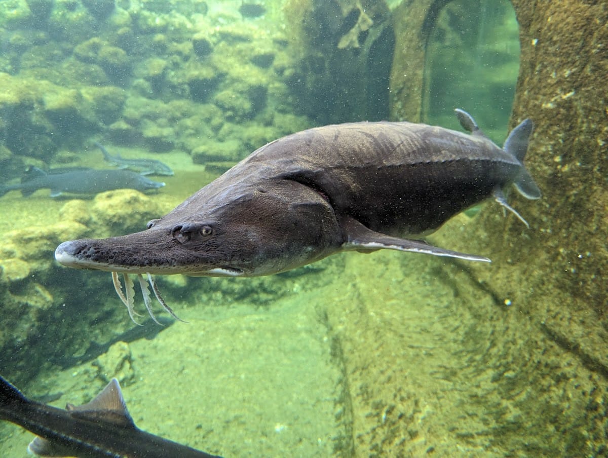 Billet Aquarium du Périgord Noir