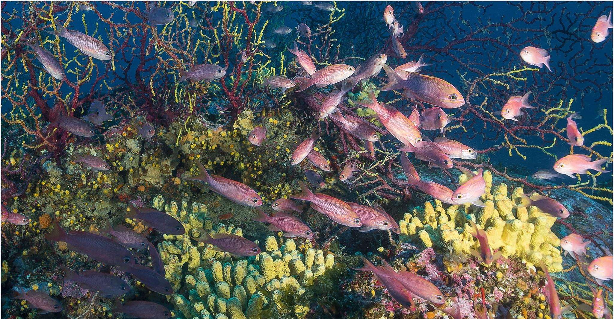 Plonger dans les profondeurs et explorer les fonds marins