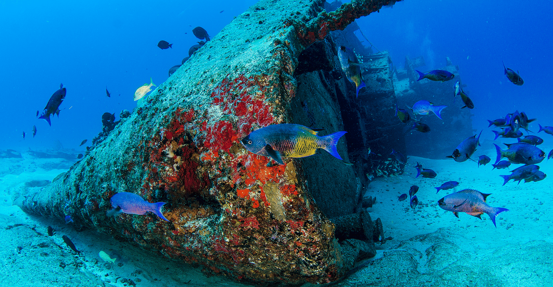 Plonger dans les cenotes et le récif mésoaméricain