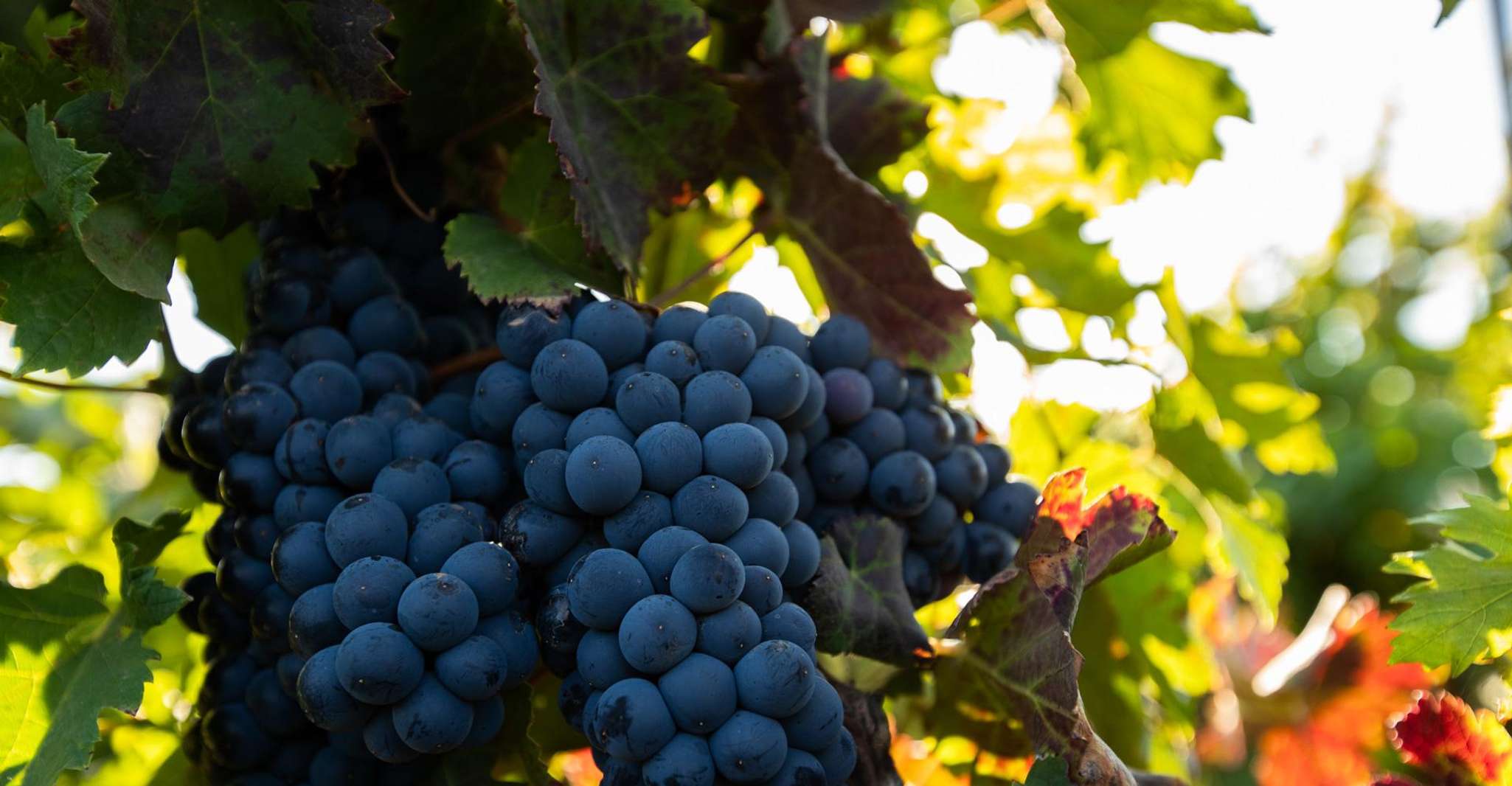 Déguster les vins canariens des vignobles locaux