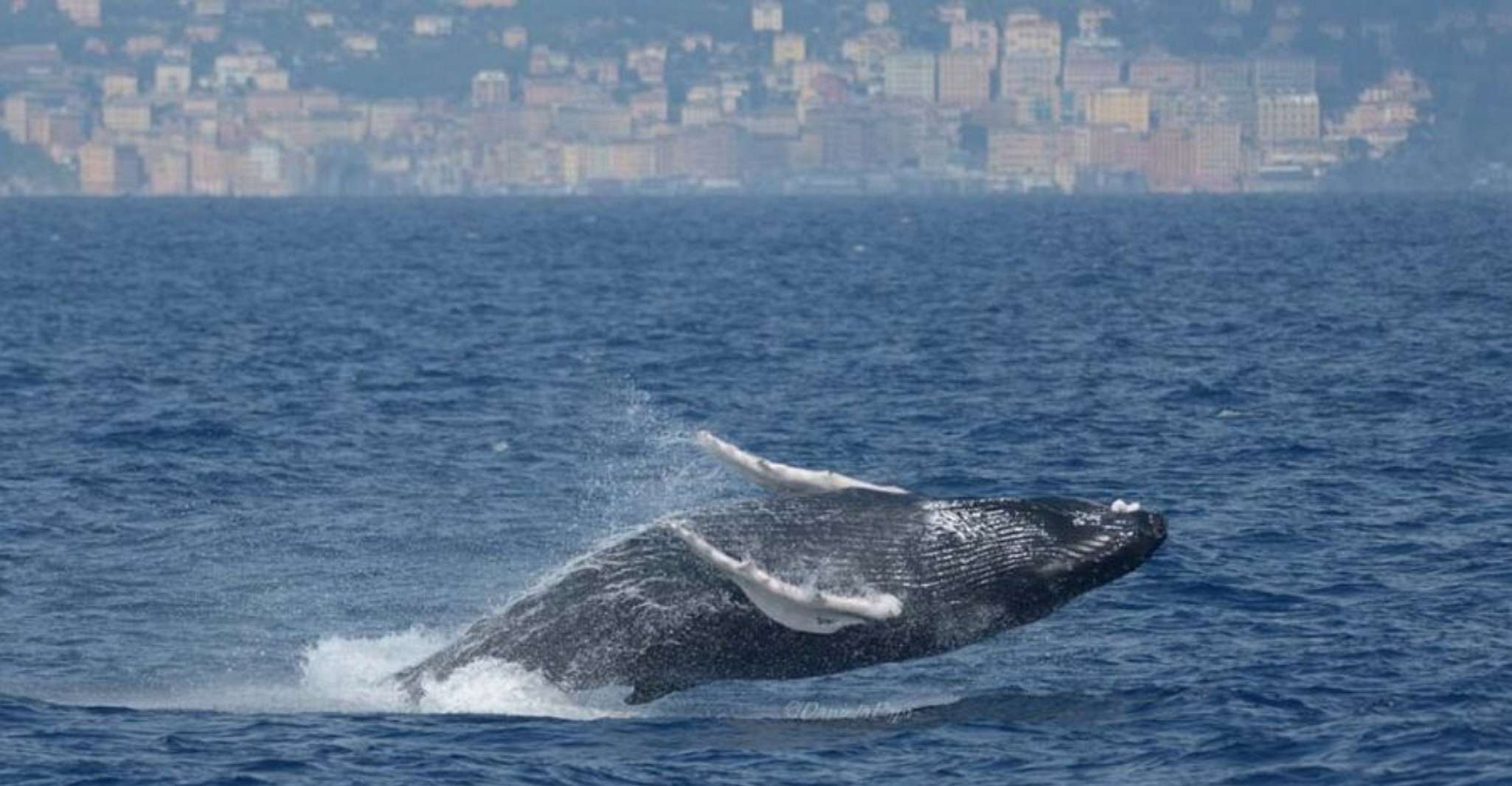 Partir en croisière observer les baleines