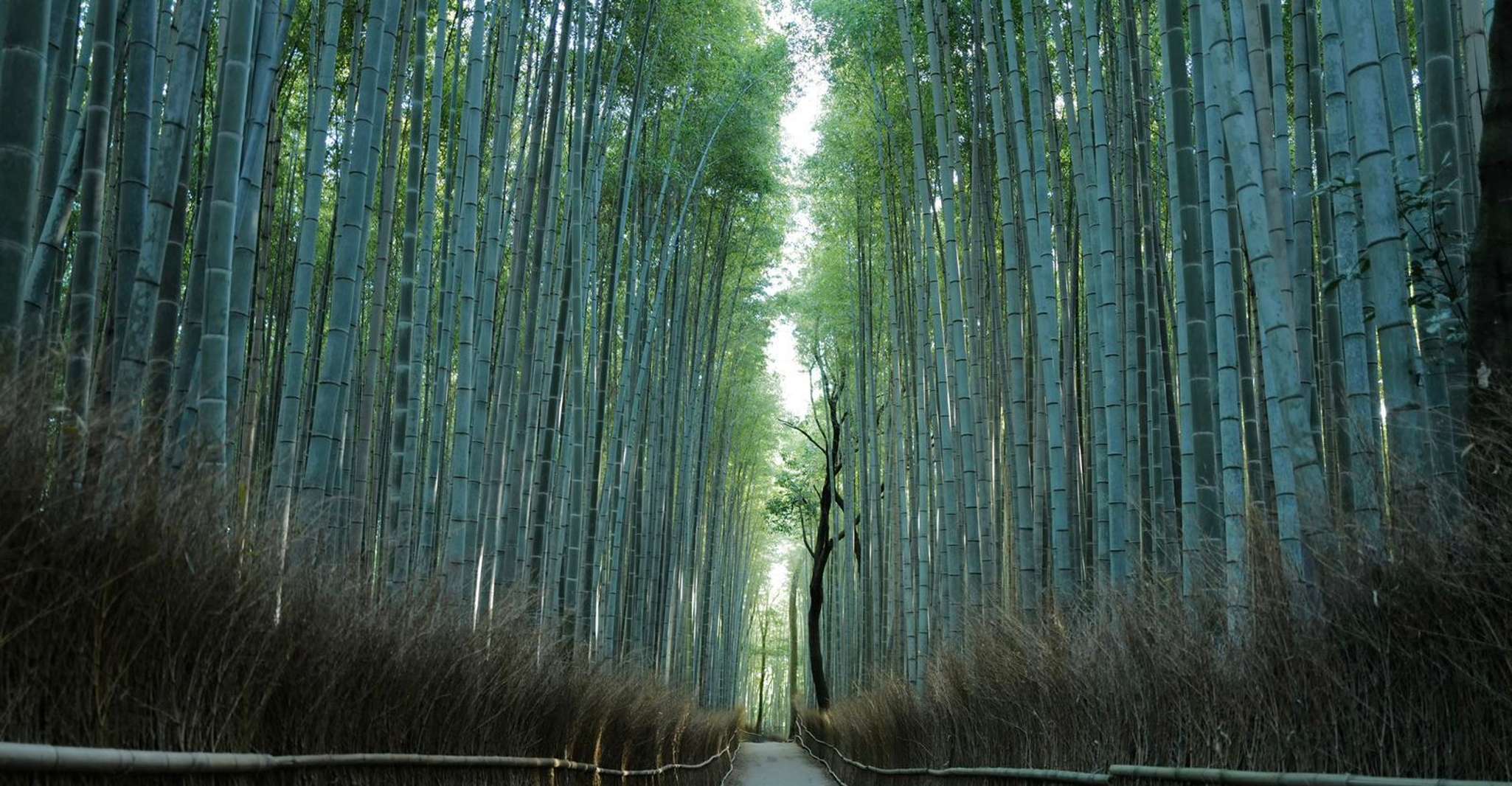 Randonner entre les sanctuaires et forêts de bambous