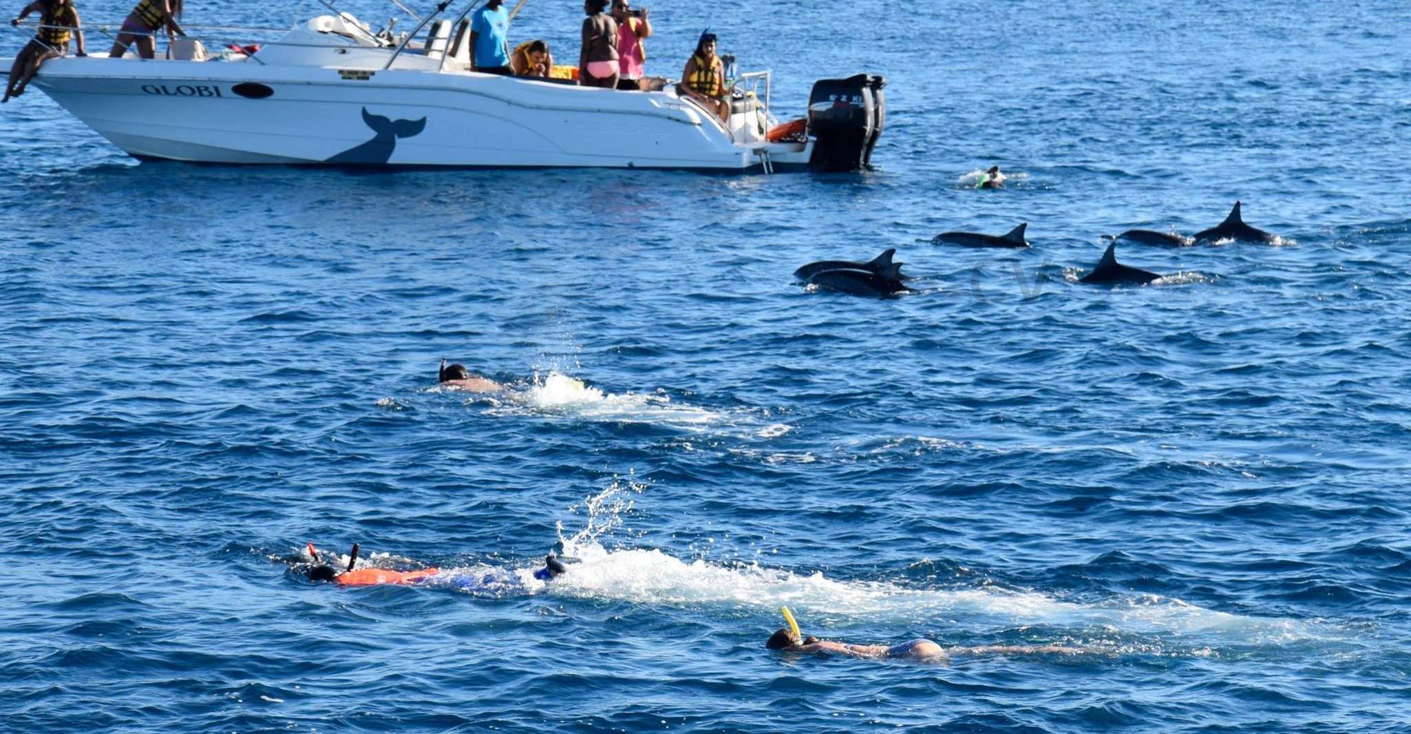 Nager en plein océan avec les dauphins du lagon