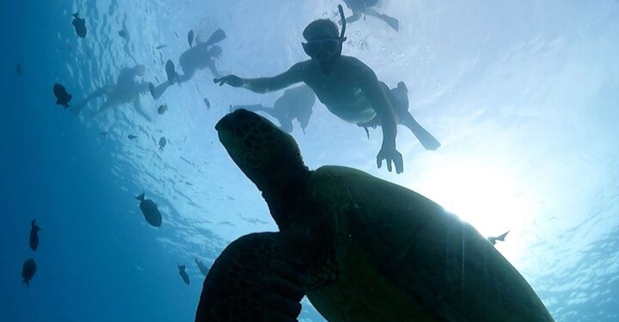 Nager avec les tortues vertes dans les eaux hawaïennes