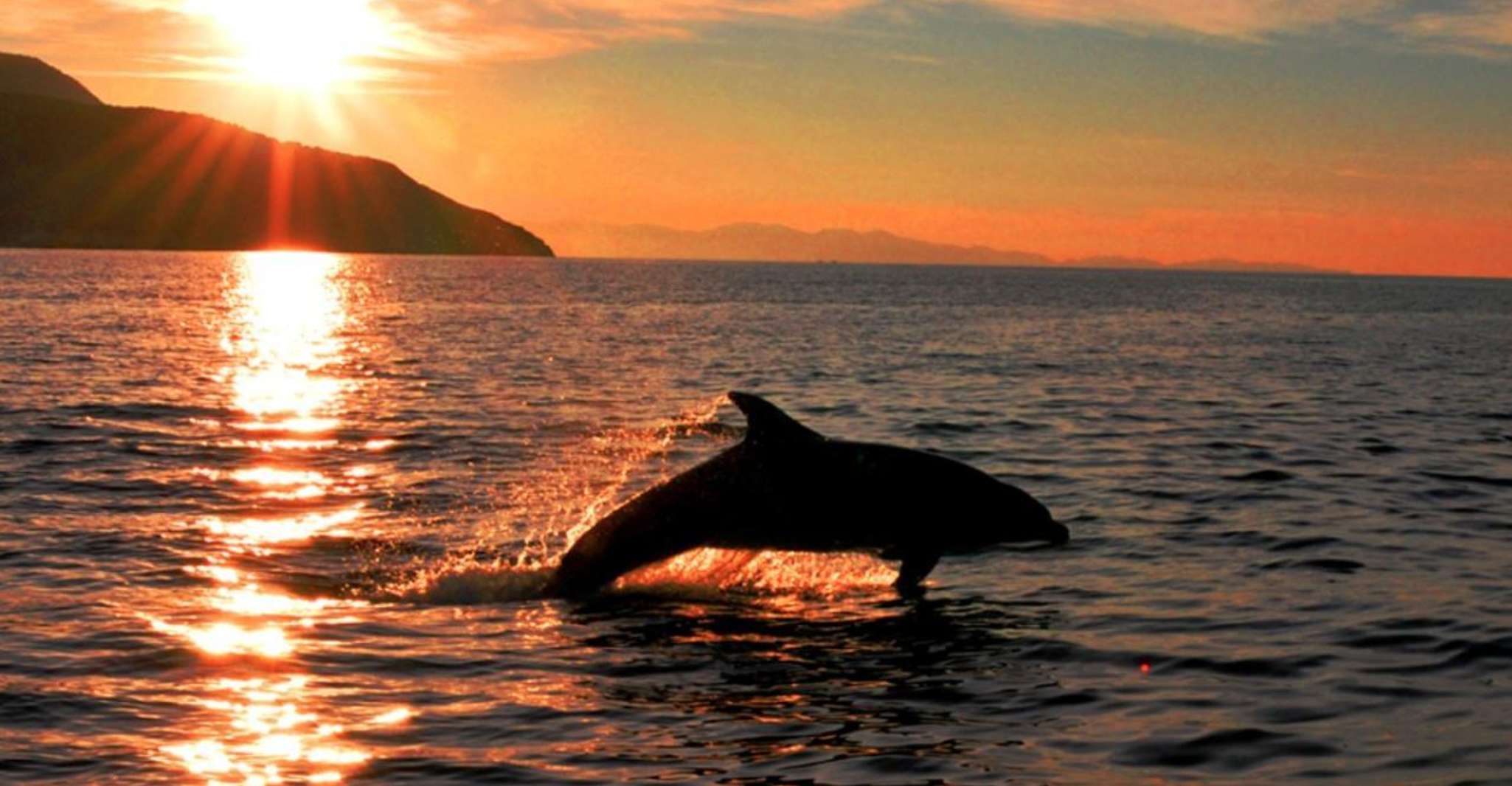 Observer et nager avec les dauphins