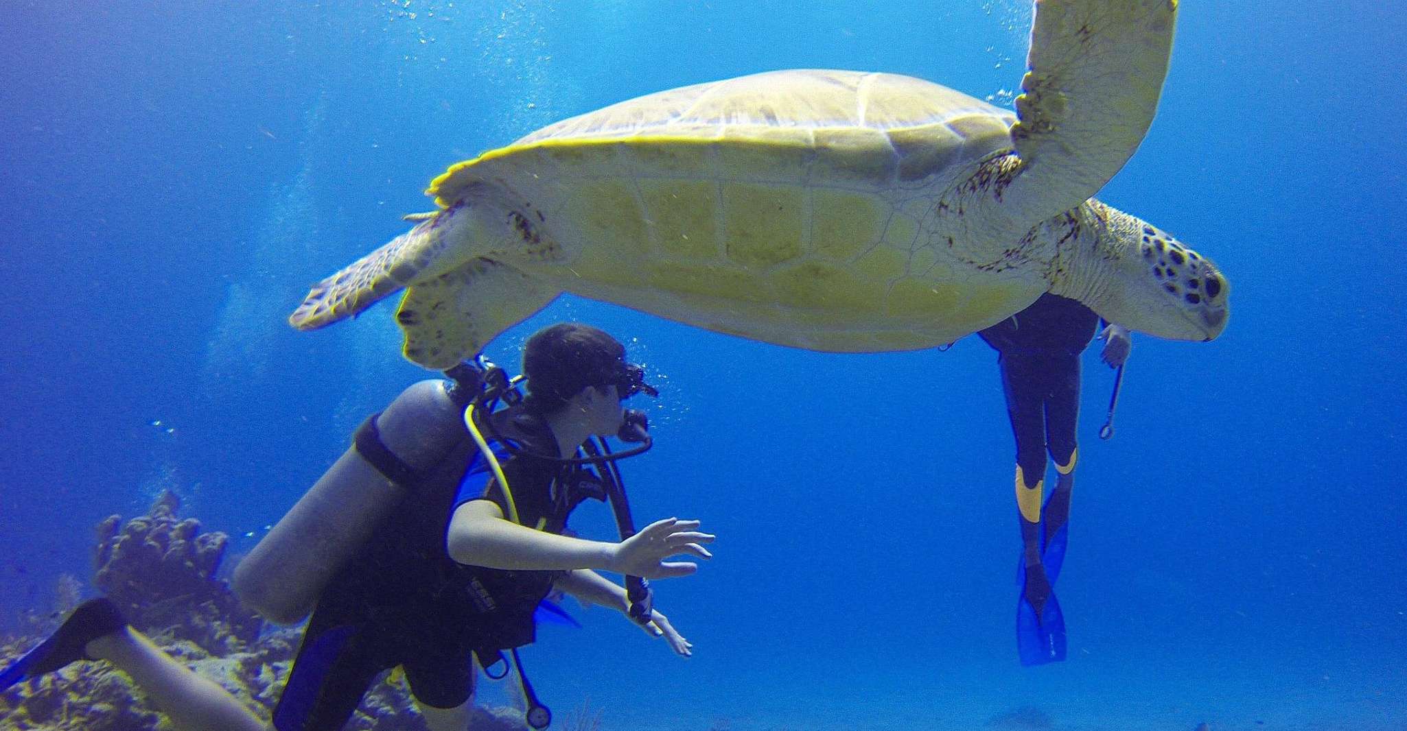 Plonger dans les profondeurs et explorer les fonds marins