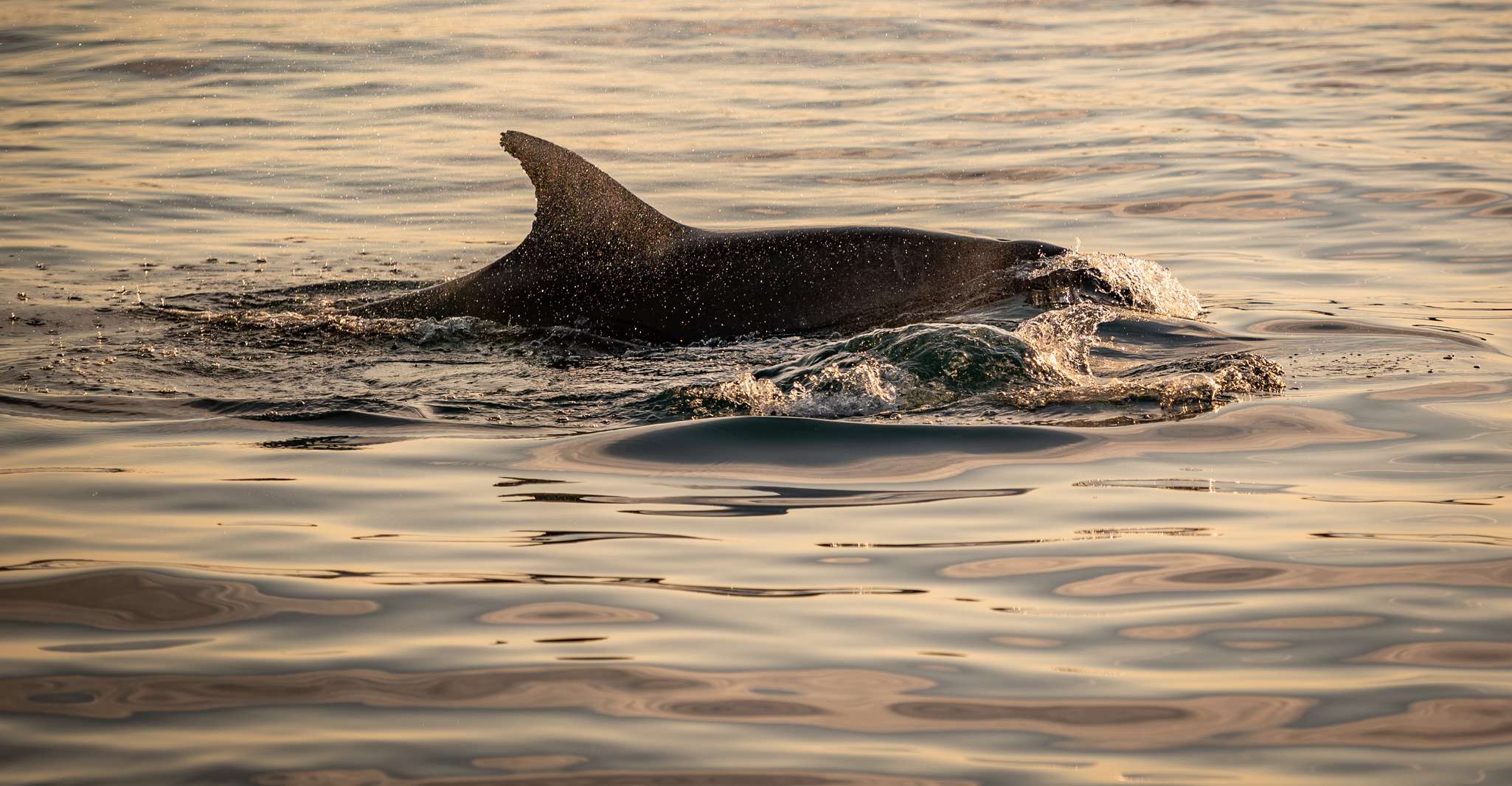Observer et nager avec les dauphins