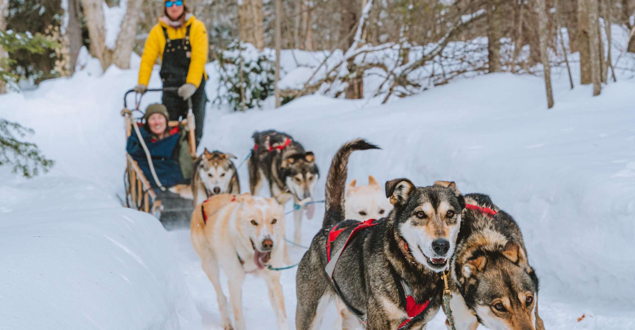 Partir en expédition en traîneau à chiens dans la neige