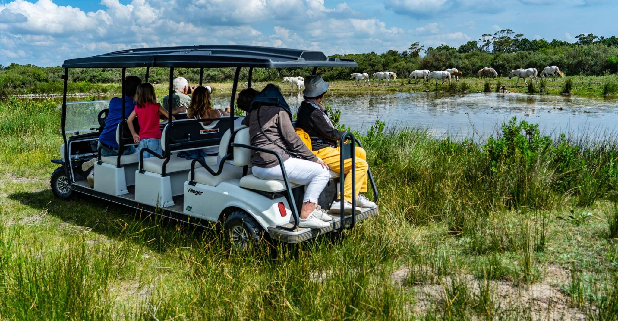 Observer les flamants roses et les taureaux en Camargue