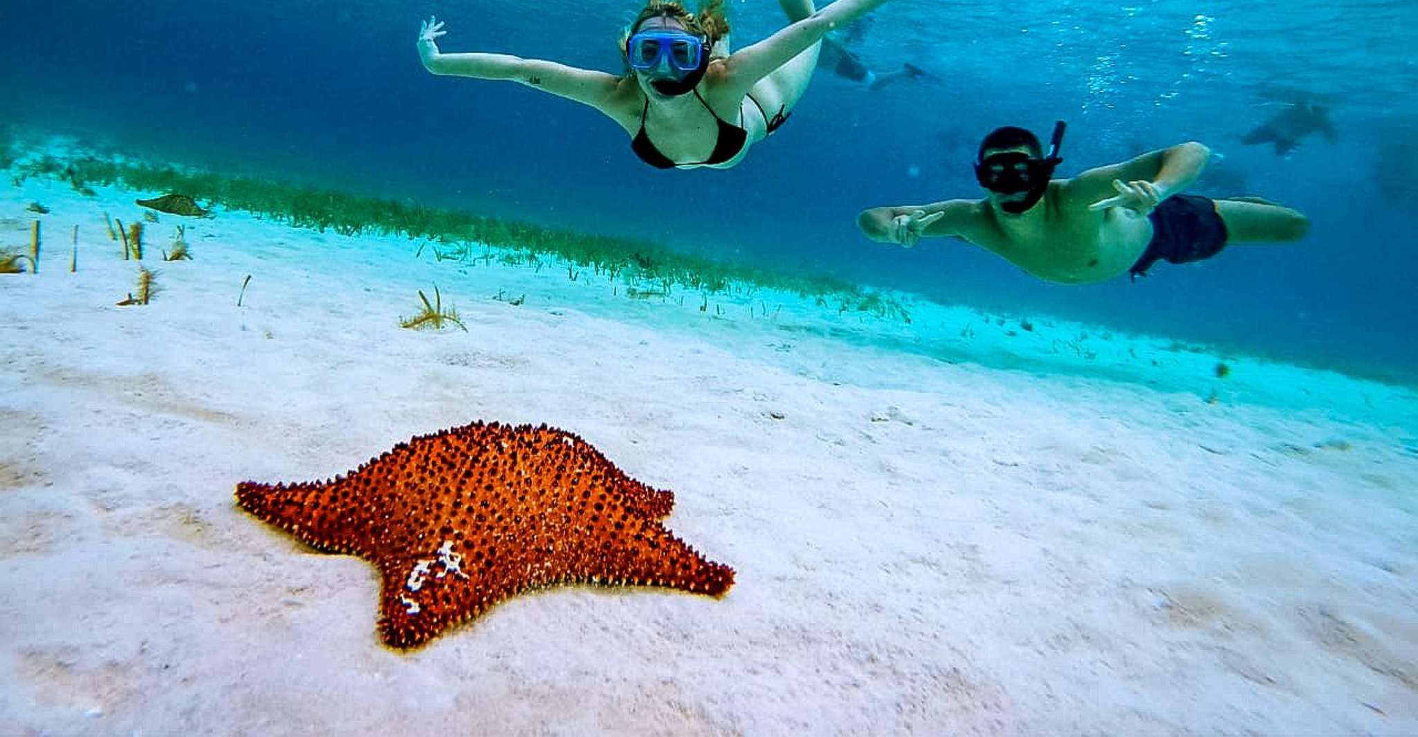 Snorkeler sur les récifs et observer la faune marine