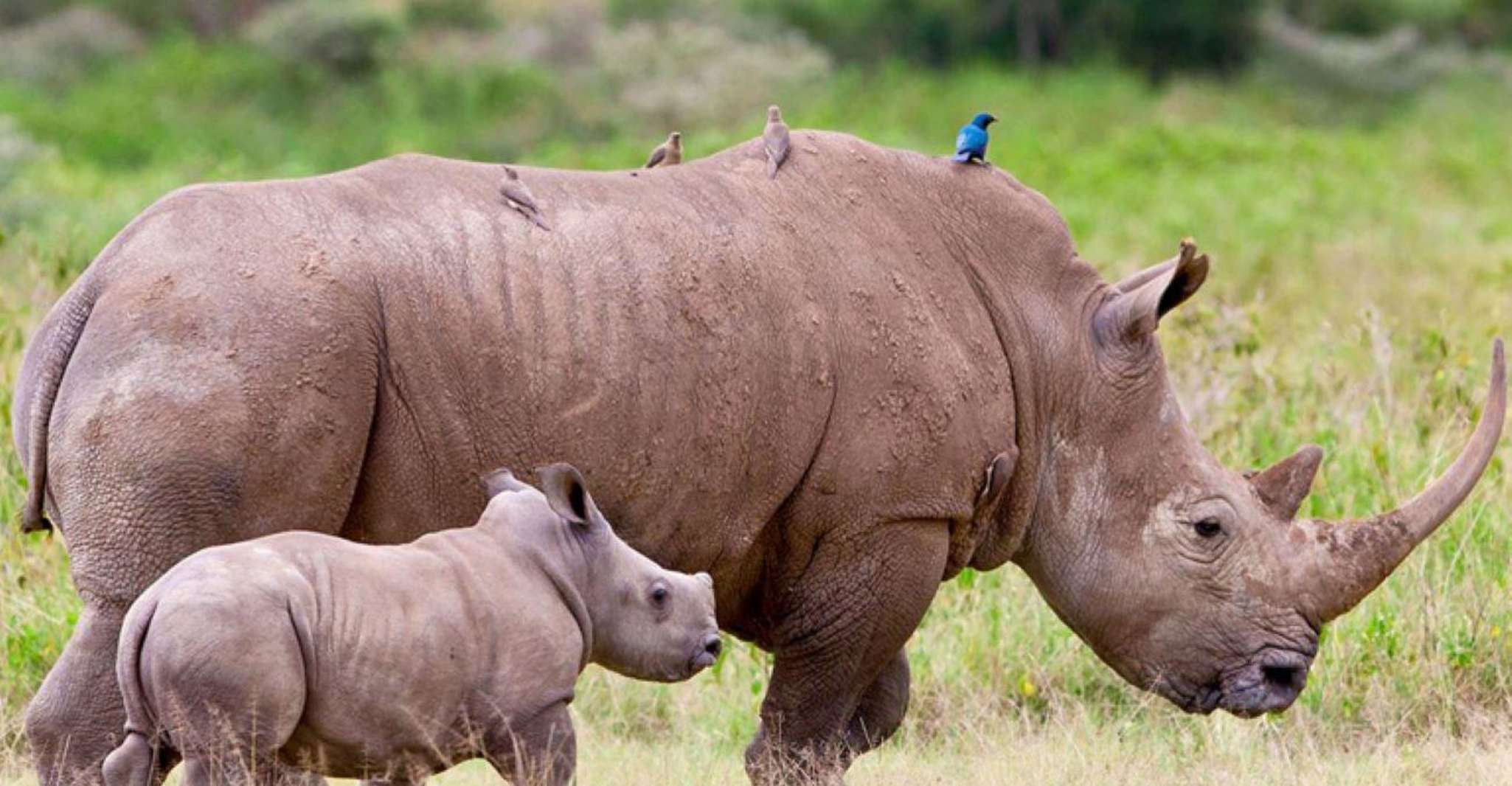 Passer la nuit au lodge et observer les Big Five