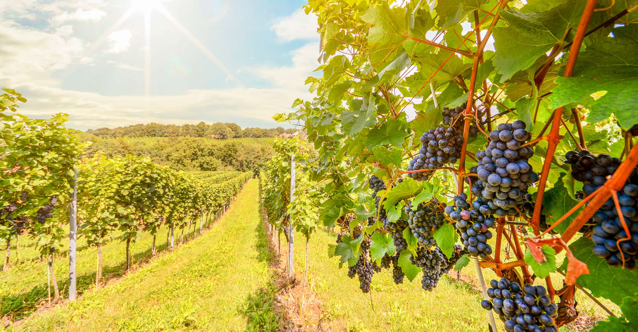 Rouler de vignoble en vignoble dans la Napa Valley
