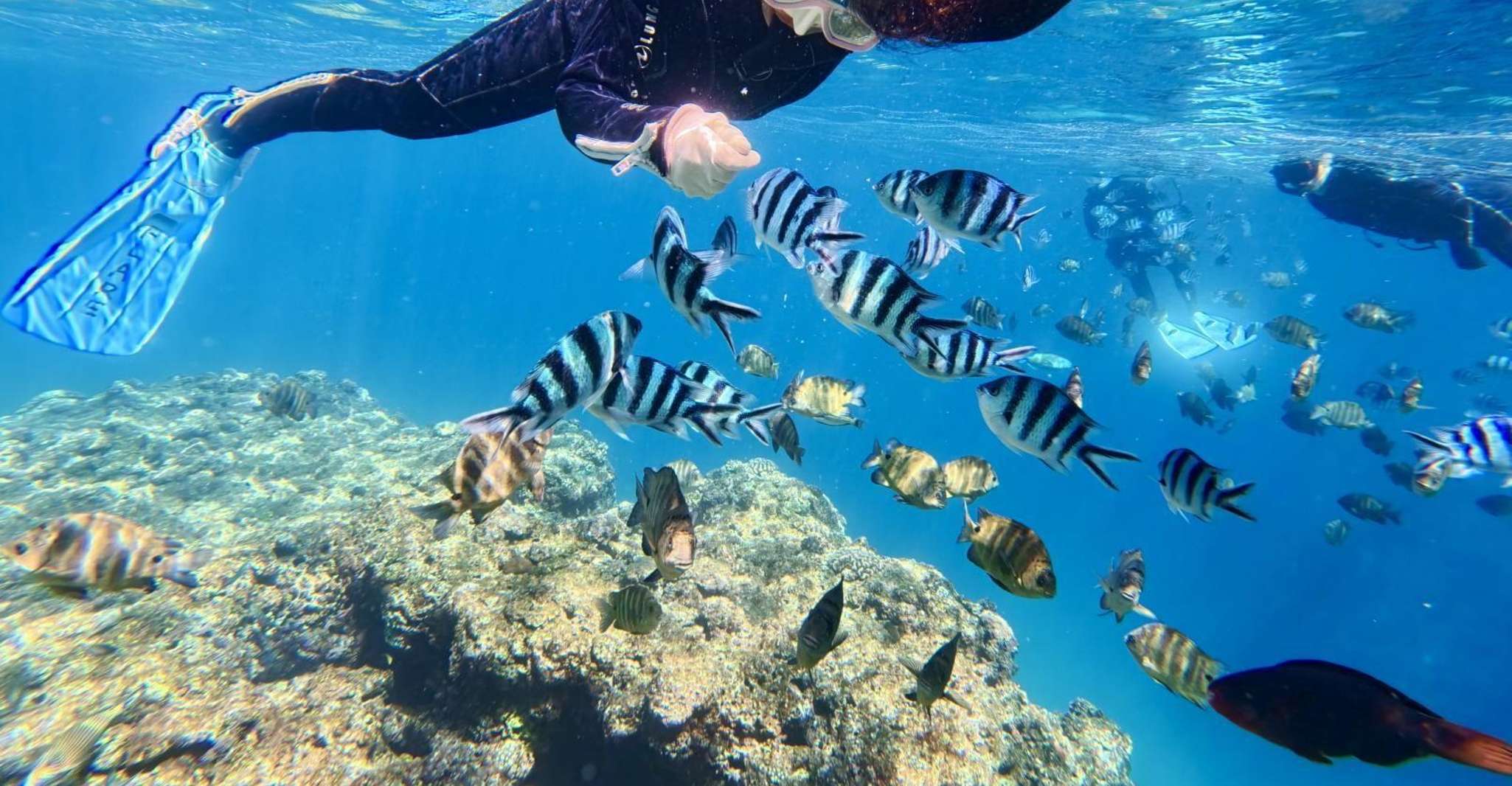 Plonger dans les profondeurs et explorer les fonds marins