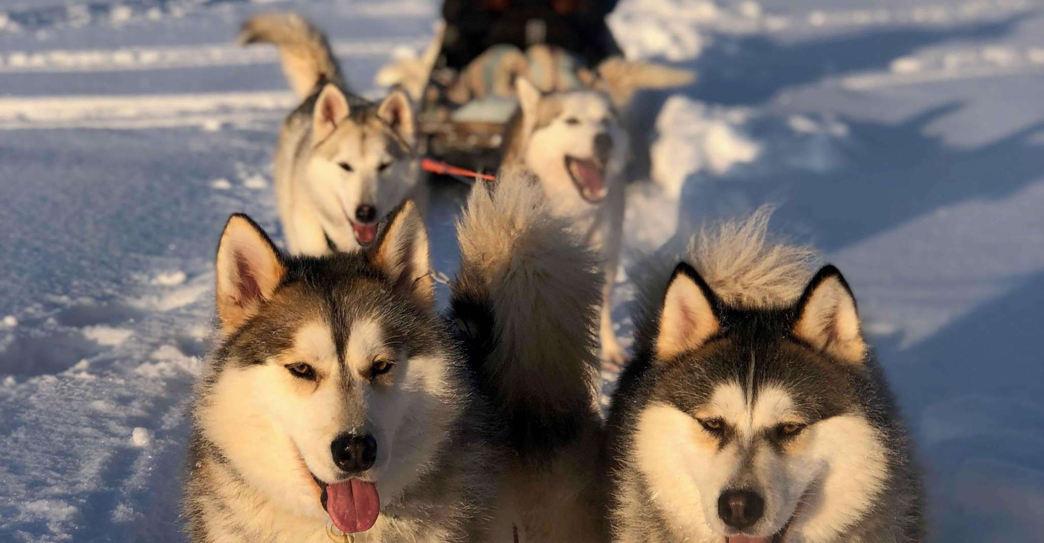 Partir en excursion en traîneau à chiens