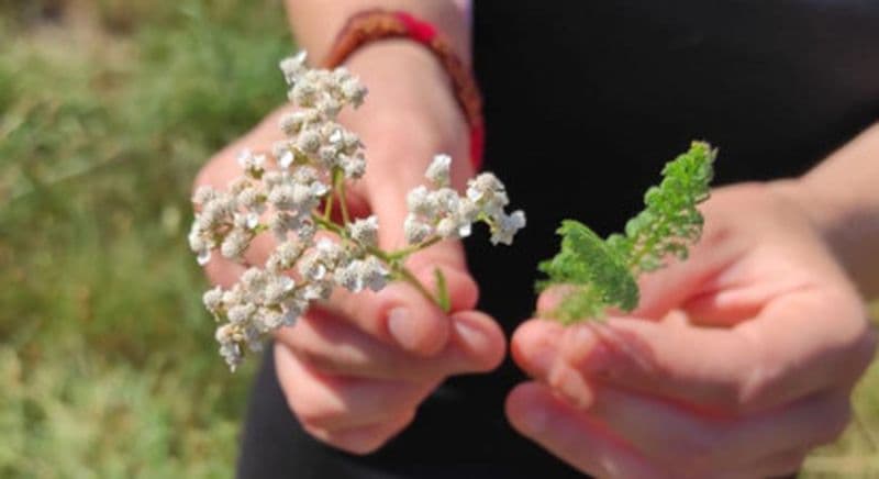 Billet Balade botanique et découverte des plantes sauvages dans une micro-ferme près de Limoges