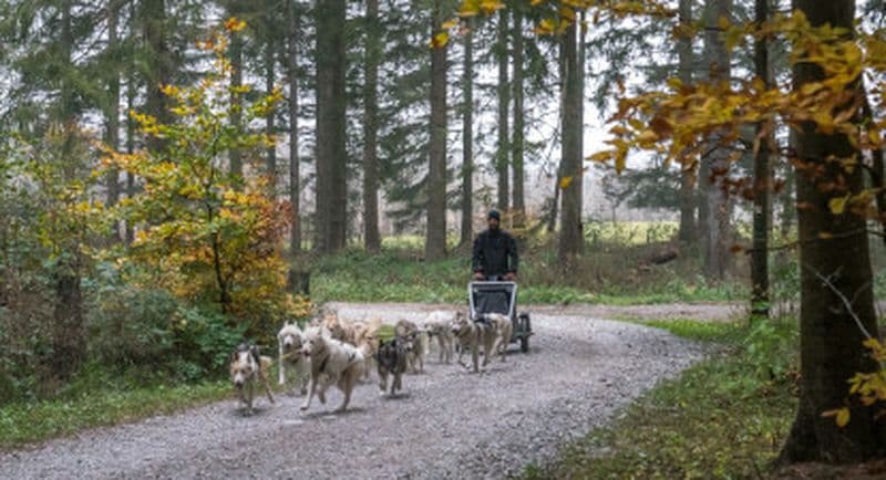 Randonnée pédestre ou en kart avec des Husky en Dordogne