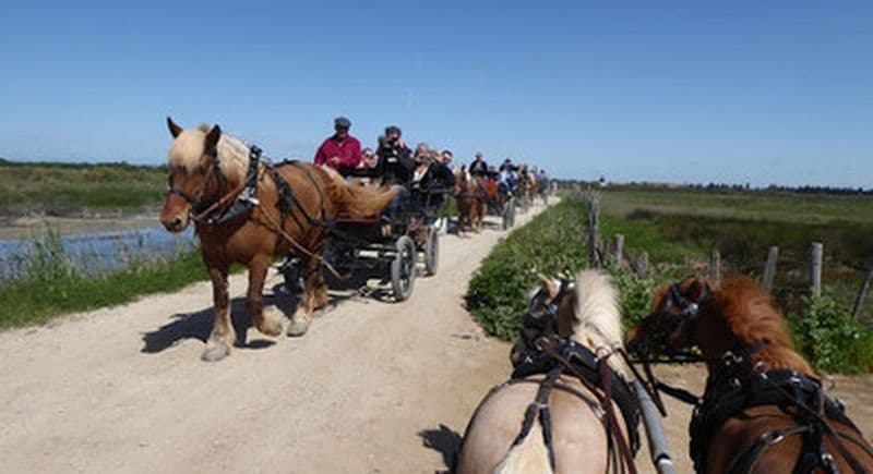 Balade en calèche près de Montpellier à la découverte de la Camargue