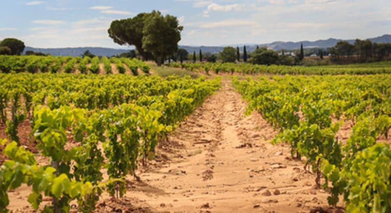 Visite de domaine et dégustation de vins à Tavel près d'Avignon