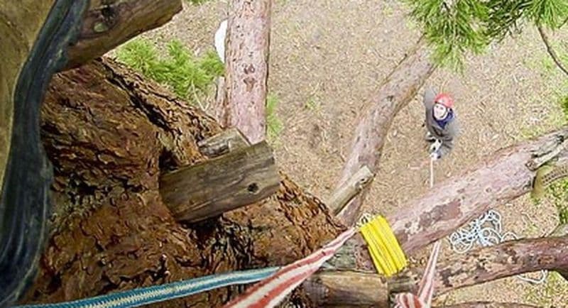 Stage de Grimpe d'arbres à proximité de Melun
