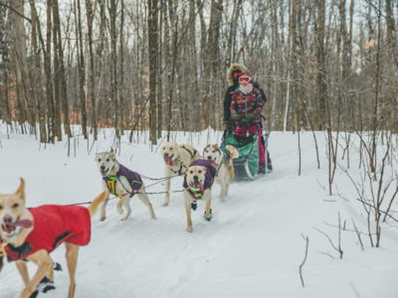 Excursion en chiens de traîneau à Saint-Liguori près de Montréal