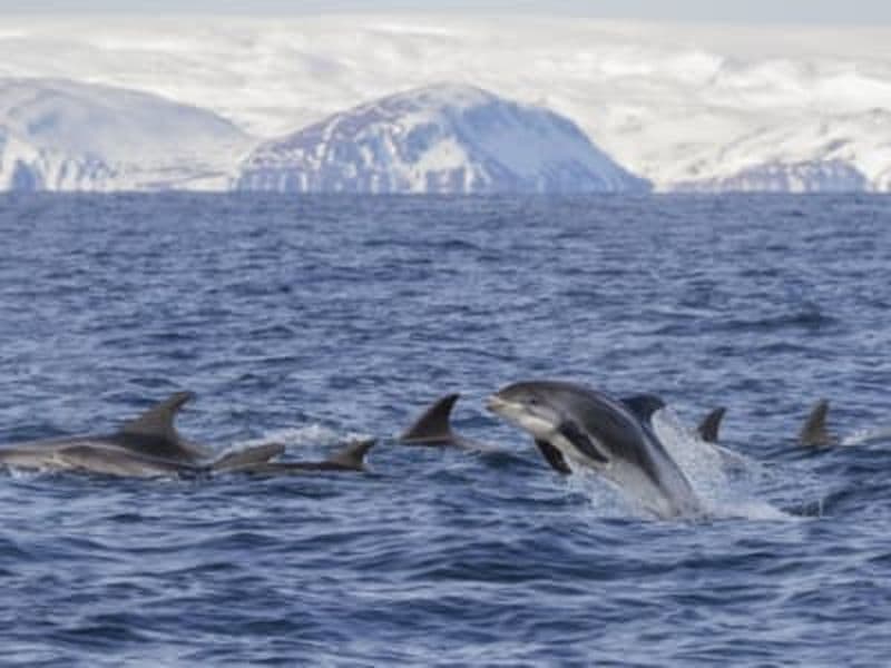 Excursion guidée en bateau pour l'observation des oiseaux autour de l'île de Hornøya au départ de Vardø