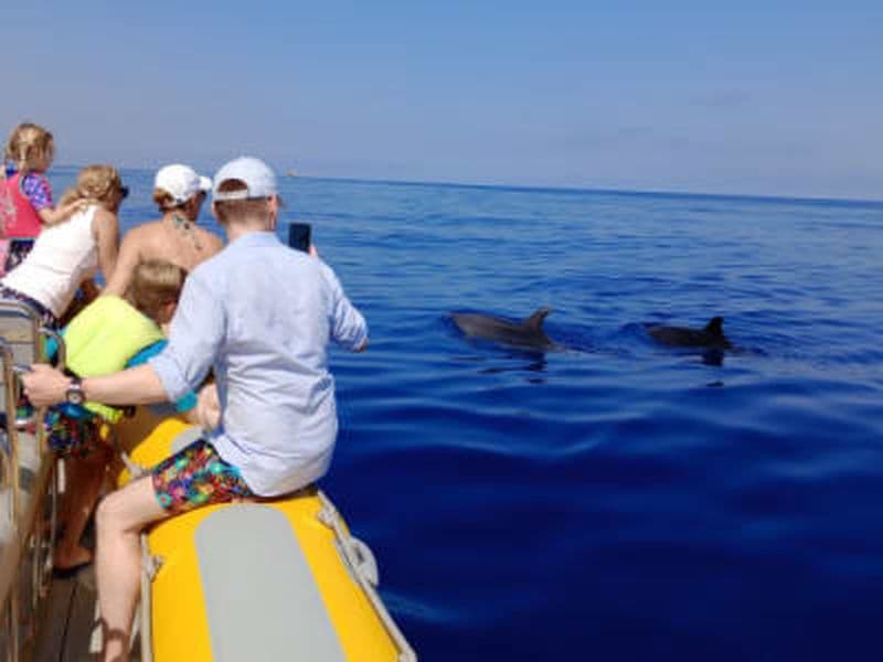 Excursion en bateau pour observer les dauphins dans la baie d'Alcúdia depuis Can Picafort, Majorque