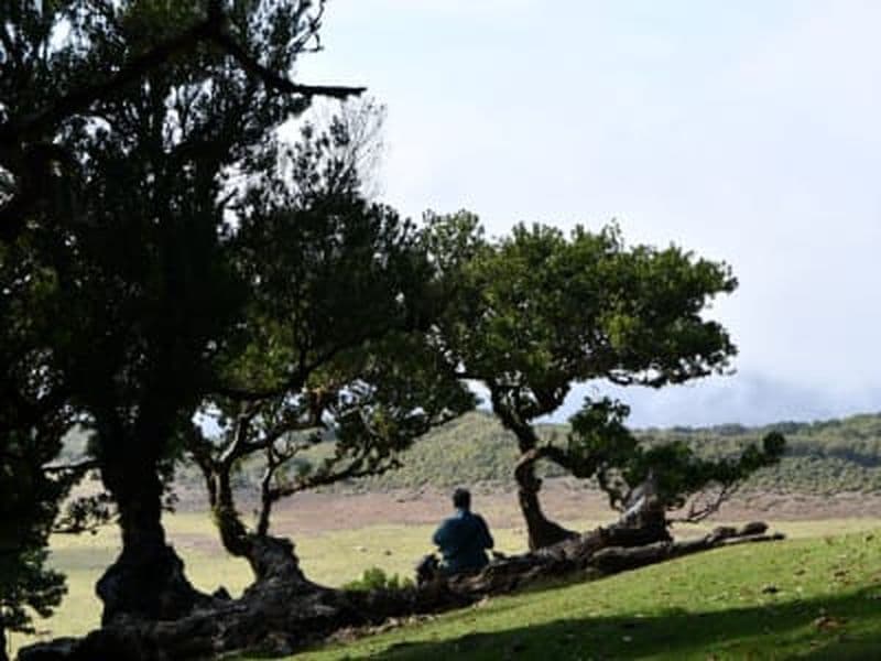 Randonnée guidée dans la forêt de Fanal près de Porto Moniz, Madère