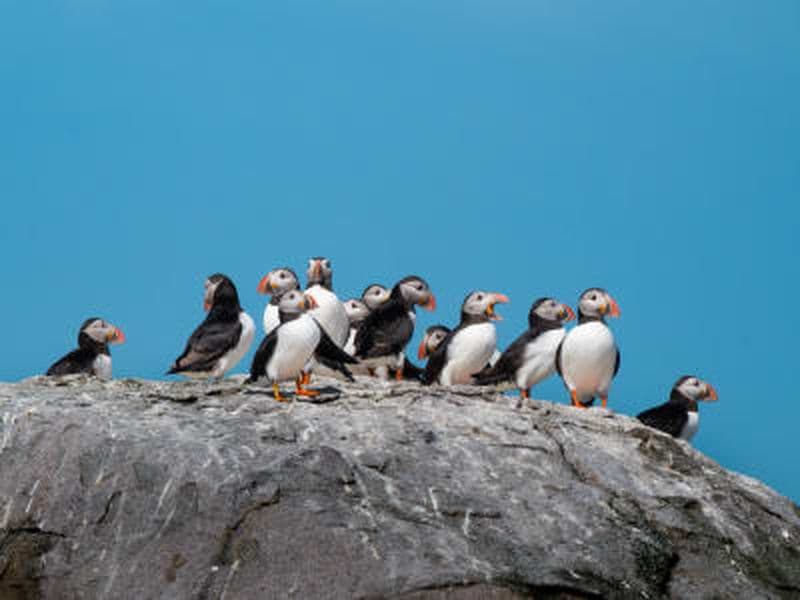 Billet Safari en semi-rigide à la rencontre des phoques et des oiseaux, au départ de Nyksund (Vesterålen)
