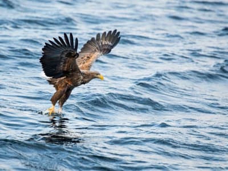Photographie de l'aigle de mer en bateau depuis Svolvær aux Lofoten