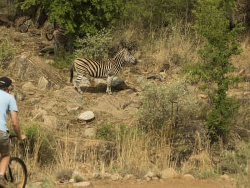 Excursion à VTT à Letsatsing, parc national du Pilanesberg