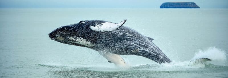 Billet Observation de baleines + Nage avec des tortues