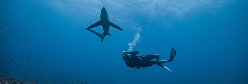 Plongée avec des requins à Punta Cana