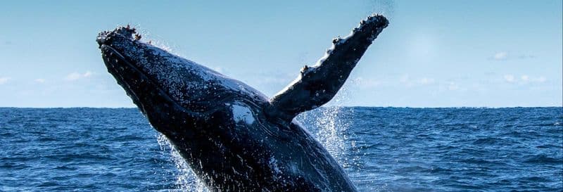 Observation de baleines sur l'île Phillip