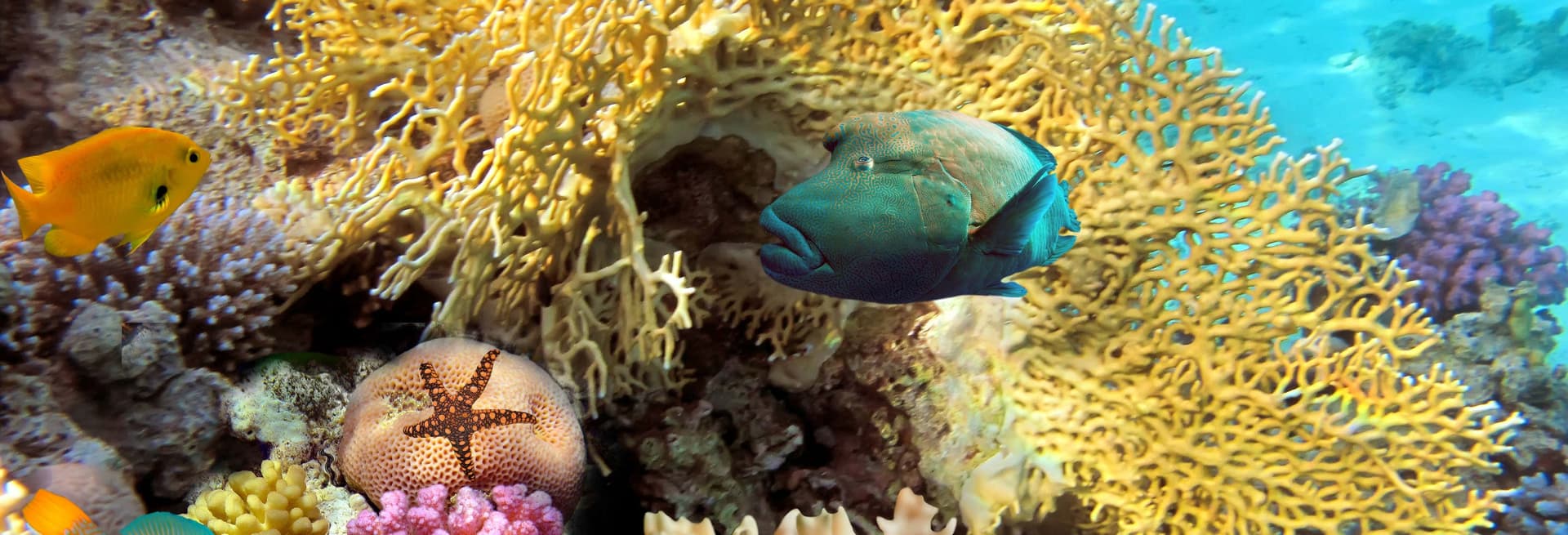 Snorkeling dans le récif de Santa Lucía