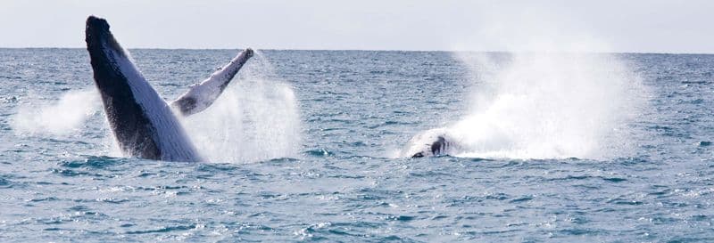 Observation des baleine autour de l'île de Boipeba