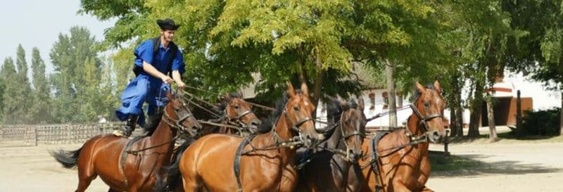 Excursion à la Puszta et spectacle équestre