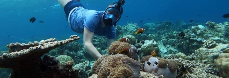 Billet Snorkeling à Maafushi + Observation de dauphins