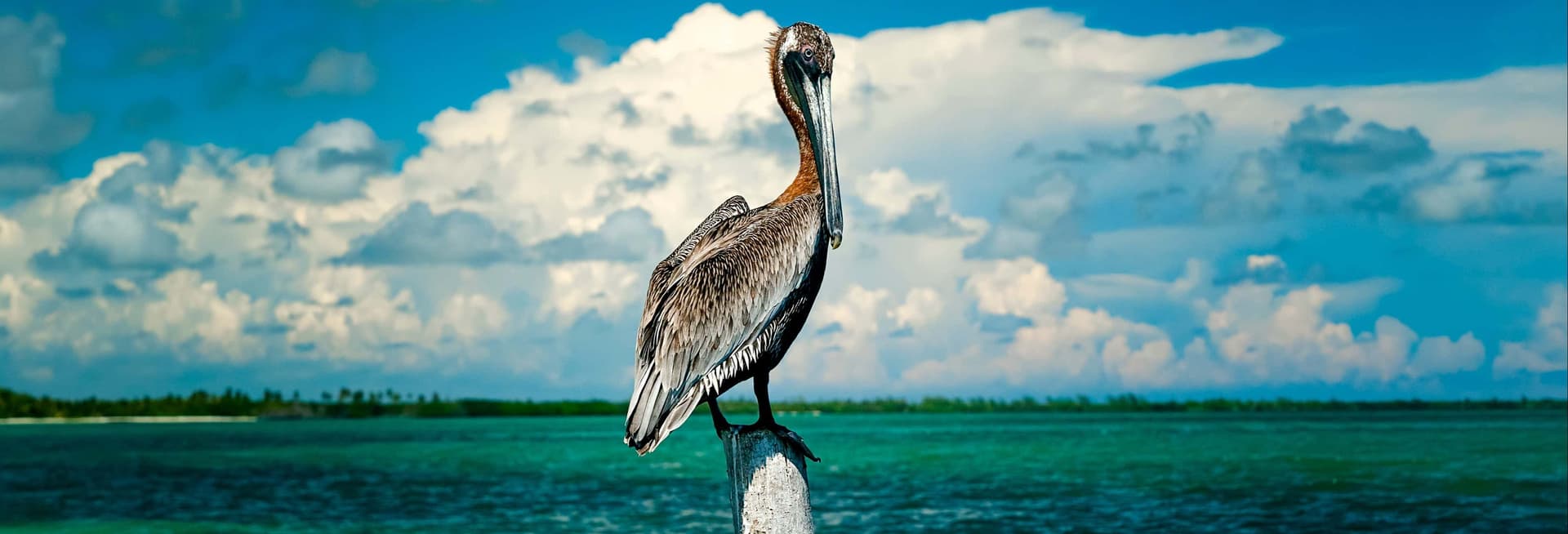 Billet Observation des oiseaux dans la réserve de Sian Ka'an