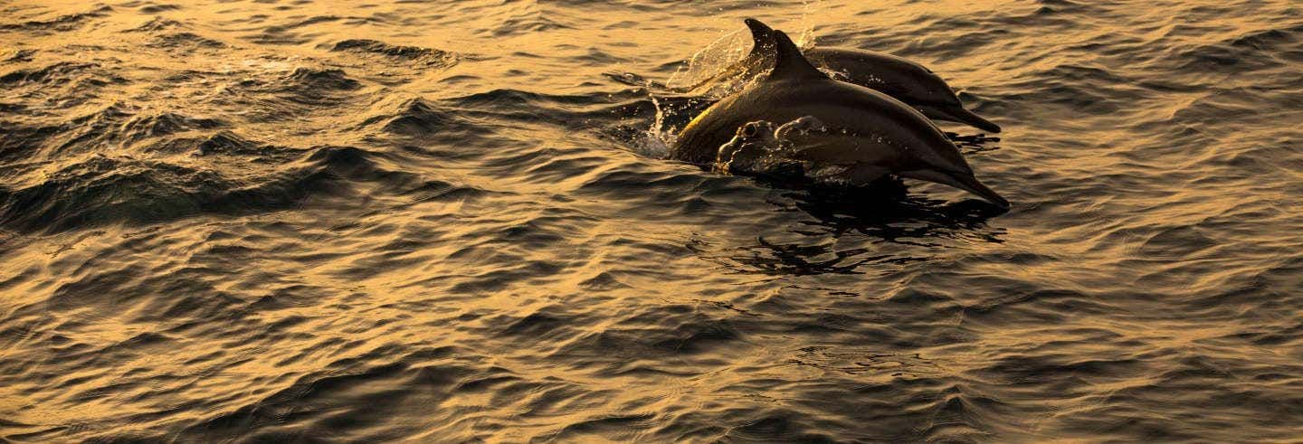 Billet Observation de dauphins à Dhiffushi