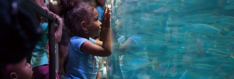 Billet pour l'Aquarium of The Pacific