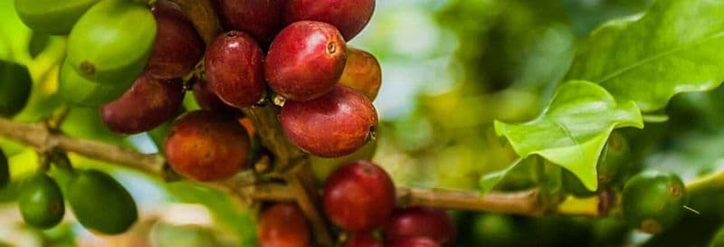 Visite à la découverte du café à Cundinamarca