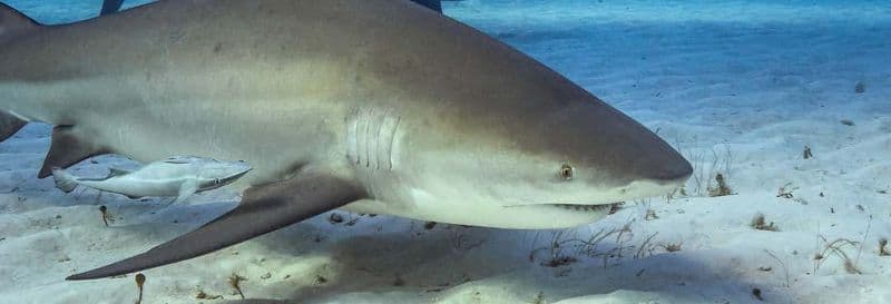 Plongée avec les requins-bouledogues à Playa del Carmen