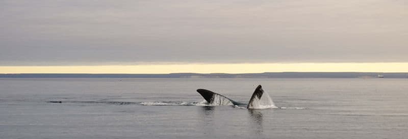 Observation de baleines à El Doradillo