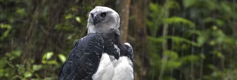 Randonnée dans le refuge biologique d'Itaipu