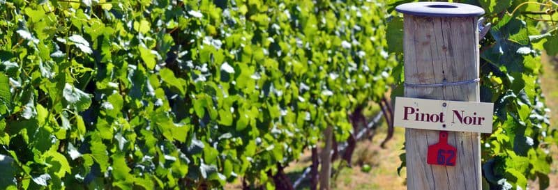 Dégustations de bière et de vin à Queenstown et Gibbston