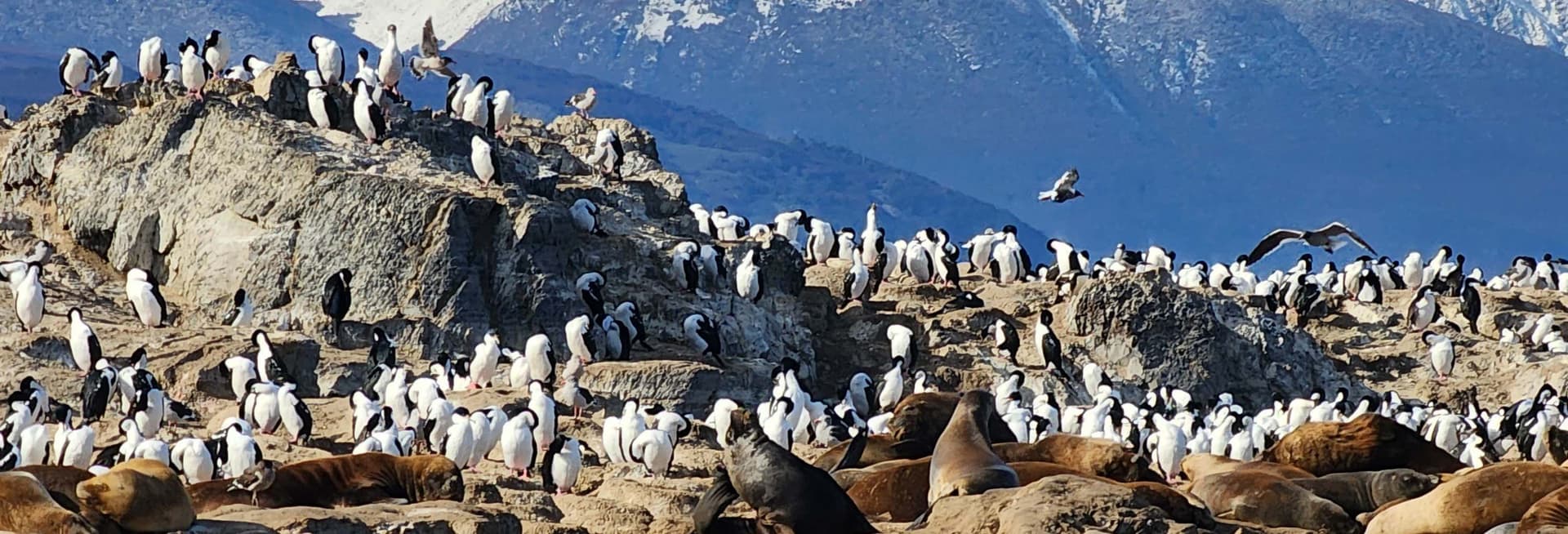 Colonie de manchots de l'île Martillo + Balade en bateau sur le canal Beagle