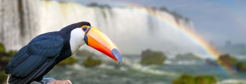 Visite complète de Macuco Safari