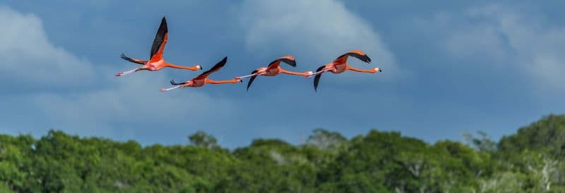 Observation des oiseaux à Rio Lagartos