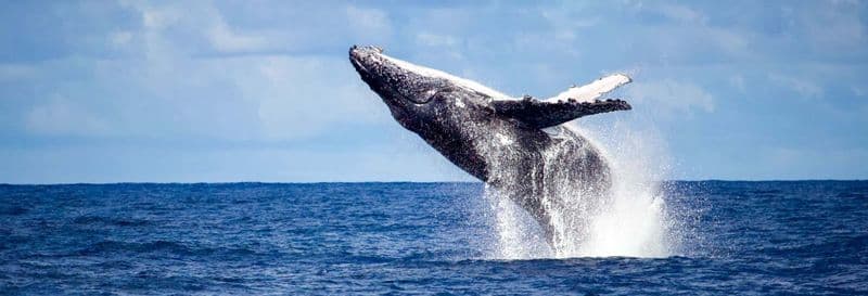 Observation de baleines à Rio de Janeiro